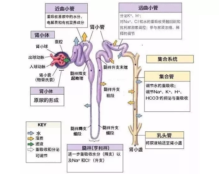 肾小管钠钾交换机制图片